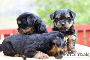 Foto №1. yorkshire terrier - zum Verkauf in der Stadt Glasgow | 650€ | Ankündigung № 138883