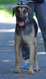 Foto №1. mischlingshund - zum Verkauf in der Stadt Minsk | Frei | Ankündigung № 166920