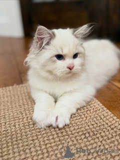 Foto №4. Ich werde verkaufen ragdoll-katze in der Stadt Cermatt. quotient 	ankündigung - preis - 850€