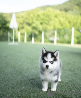 Foto №2 zu Ankündigung № 144368 zu verkaufen mischlingshund - einkaufen Deutschland quotient 	ankündigung, züchter