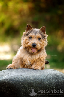 Zusätzliche Fotos: Norwich Terrier