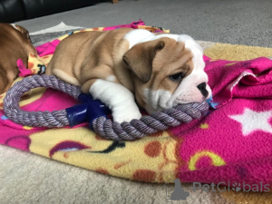 Foto №1. englische bulldogge - zum Verkauf in der Stadt Barcelona | 500€ | Ankündigung № 141027