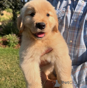 Foto №1. golden retriever - zum Verkauf in der Stadt Goyave | verhandelt | Ankündigung № 172955