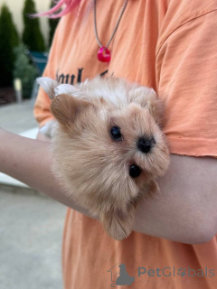 Foto №2 zu Ankündigung № 137493 zu verkaufen  - einkaufen Schweiz quotient 	ankündigung