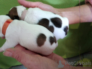 Foto №4. Ich werde verkaufen jack russell terrier in der Stadt Новодмитриевская. quotient 	ankündigung - preis - 123€