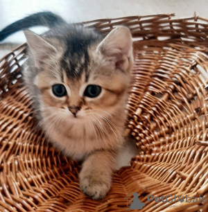 Foto №2 zu Ankündigung № 60352 zu verkaufen  - einkaufen Deutschland 