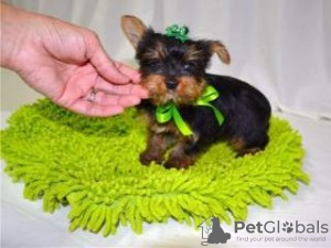 Foto №1. yorkshire terrier - zum Verkauf in der Stadt Веймар | 350€ | Ankündigung № 119002