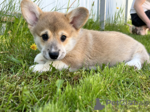 Zusätzliche Fotos: Pembroke Welsh Corgi Welpen