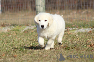 Foto №2 zu Ankündigung № 135599 zu verkaufen golden retriever - einkaufen Deutschland quotient 	ankündigung, züchter