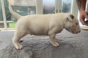 Foto №1. bullterrier - zum Verkauf in der Stadt Poznan | 1200€ | Ankündigung № 50291