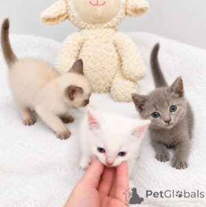 Foto №1. cornish rex - zum Verkauf in der Stadt Klingenberg | 350€ | Ankündigung № 178171