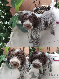 Foto №2 zu Ankündigung № 58689 zu verkaufen lagotto romagnolo - einkaufen Serbien züchter