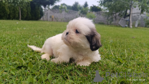 Foto №1. shih tzu - zum Verkauf in der Stadt Tarnów | 500€ | Ankündigung № 143616