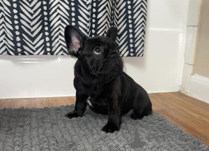 Foto №2 zu Ankündigung № 166276 zu verkaufen französische bulldogge - einkaufen USA 