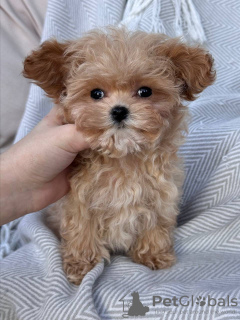 Foto №3. Cuccioli di barboncino Spielzeug. Italien