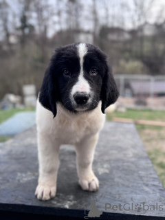 Foto №3. BREISEER ZUSET - Außergewöhnliche Welpen zum Verkauf!. Polen