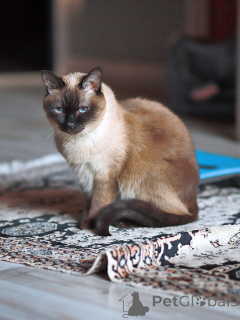 Foto №2 zu Ankündigung № 158843 zu verkaufen thaikatze - einkaufen Russische Föderation quotient 	ankündigung