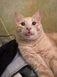 Foto №2 zu Ankündigung № 163751 zu verkaufen  - einkaufen Russische Föderation quotient 	ankündigung