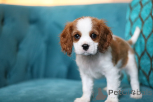 Foto №3. Daisy, ein kleiner Sonnenstrahl, der bereit ist, Ihre Tage mit Liebe und Lachen. Irland