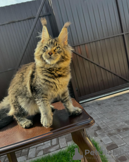 Foto №1. maine-coon-katze - zum Verkauf in der Stadt Minnesota City | verhandelt | Ankündigung № 112795