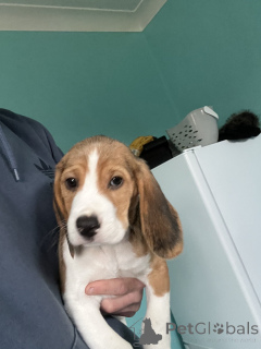 Foto №1. beagle - zum Verkauf in der Stadt Kalifornien Stadt | verhandelt | Ankündigung № 170301