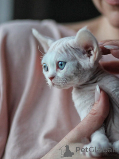 Foto №1. devon rex - zum Verkauf in der Stadt München | verhandelt | Ankündigung № 171389