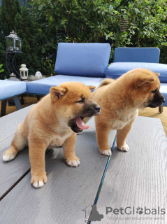 Foto №3. Shiba Inu Welpen. Schweiz