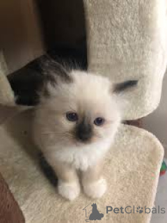 Foto №2 zu Ankündigung № 170873 zu verkaufen birma-katze - einkaufen Finnland quotient 	ankündigung, züchter