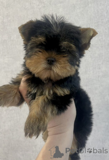 Foto №3. Welpen des Yorkshire Terrier Mini. Russische Föderation