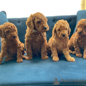 Foto №3. Labradoodle-Welpen Business WhatsApp 37256062792. Finnland