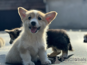 Foto №4. Ich werde verkaufen welsh corgi in der Stadt Bačka Topola. züchter - preis - 1300€