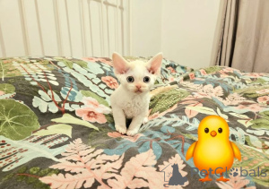 Foto №4. Ich werde verkaufen devon rex in der Stadt Hamburg. züchter - preis - 872€