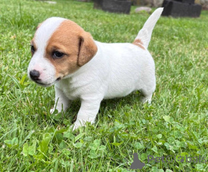 Foto №3. Jack-Russell-Welpen zur Adoption.. Finnland