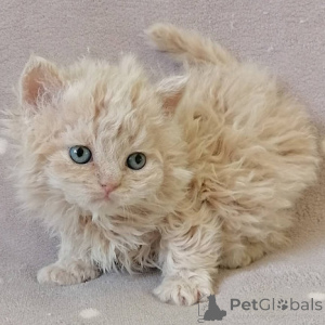 Foto №1. selkirk rex langhaarkatze - zum Verkauf in der Stadt Larnaca | verhandelt | Ankündigung № 174857