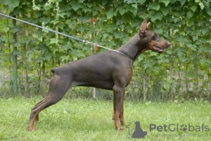 Zusätzliche Fotos: Der Dobermann-Zwinger Imidz bietet Welpen aus diesem Paar an.