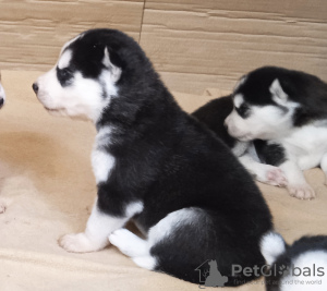 Foto №3. Husky-Babys. Finnland