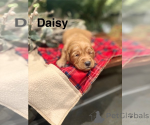 Foto №4. Ich werde verkaufen cavalier king charles spaniel, chesapeake bay retriever, golden retriever in der Stadt Queens Park. züchter - preis - verhandelt