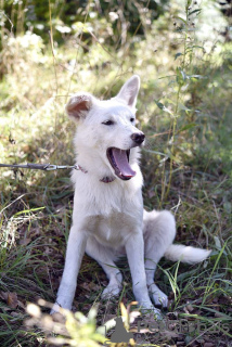 Foto №4. Ich werde verkaufen mischlingshund in der Stadt Москва. quotient 	ankündigung - preis - Frei