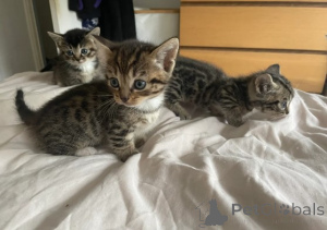 Foto №2 zu Ankündigung № 161183 zu verkaufen munchkin - einkaufen Deutschland züchter