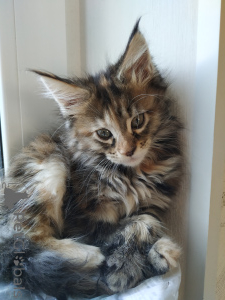 Foto №2 zu Ankündigung № 135369 zu verkaufen maine-coon-katze - einkaufen Russische Föderation quotient 	ankündigung, vom kindergarten, züchter