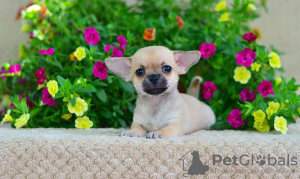 Zusätzliche Fotos: Chihuahua Mädchen