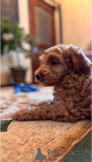 Foto №4. Ich werde verkaufen pudel (royal) in der Stadt Labinsk. quotient 	ankündigung - preis - 431€