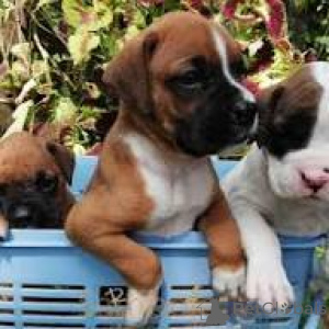 Foto №1. deutscher boxer - zum Verkauf in der Stadt Mailand | 850€ | Ankündigung № 165798