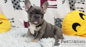 Foto №1. französische bulldogge - zum Verkauf in der Stadt Berlin | verhandelt | Ankündigung № 95861