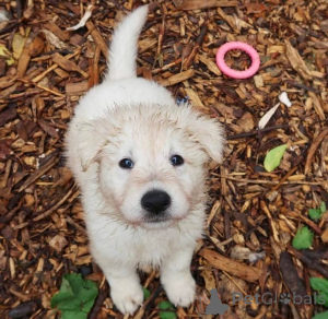 Foto №2 zu Ankündigung № 165313 zu verkaufen deutscher schäferhund - einkaufen Frankreich züchter