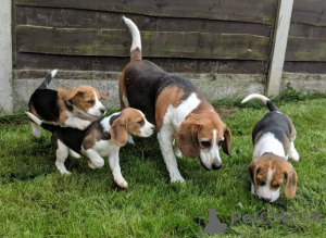 Foto №3. Bezaubernde Beagle-Welpen suchen ein Zuhause... WhatsApp 44 7453 907158. Deutschland