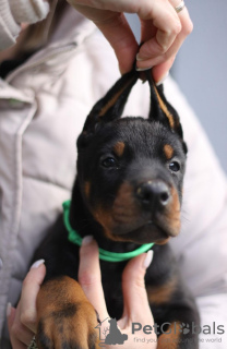 Foto №4. Ich werde verkaufen dobermann in der Stadt Belgrad. züchter - preis - verhandelt