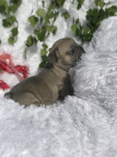 Zusätzliche Fotos: Welpe der französischen Bulldogge