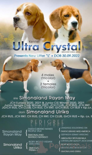 Foto №4. Paarung beagle in Russische Föderation. Ankündigung № 133040