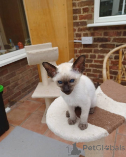 Foto №3. Siamkatzen sind eine perfekte Mischung aus Anmut und Persönlichkeit. Deutschland